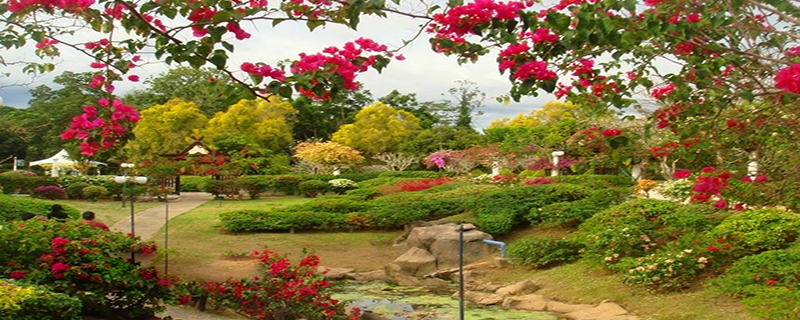 Bougainvillea Garden 